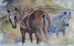 Irish Horses