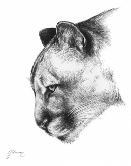 The Gaze